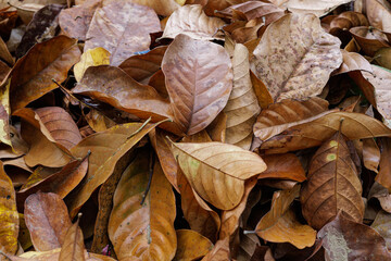 Dry leaves on the ground. The dry season arrives. Autumn has arrived.