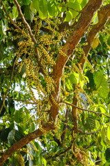 The small pistils of duku fruit are still attached to the branches of the tree.