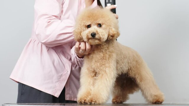 Professional woman groomer shaves brown poodle dog with trimmer. Bichon Fries at a dog grooming salon. Cute poodle dog getting haircut.