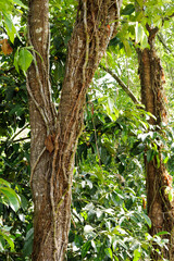 Weeds creeping up the trees. parasite plants. Plant maintenance concept.