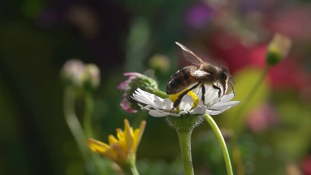 Bee on daisy flower. closeup view. Slow-motion. Funny bee