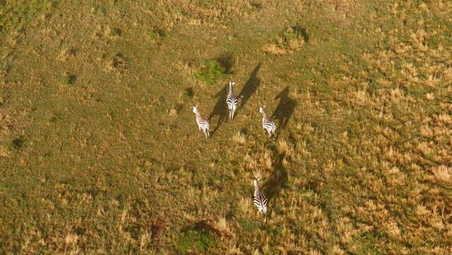 Aerial view of zebras running  on the savannah grasslands of  Maasai Mara 