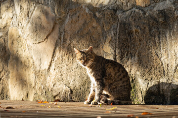 Homeless mongrel cat basks in the sun. The problem of homeless animals in the urban environment.