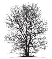 tree silhouette isolated on white