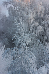 Photo. Vertical. Winter landscape. Trees and bushes covered with snow and frost on a frosty day.