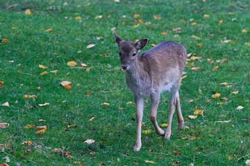 Junges Damwild im Herbst	