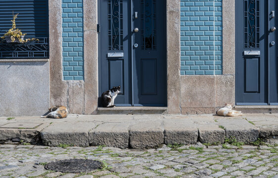 Trois chats se détendent au soleil de Porto
