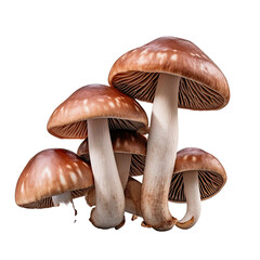 Group of brown Cremini mushrooms isolated on transparent background