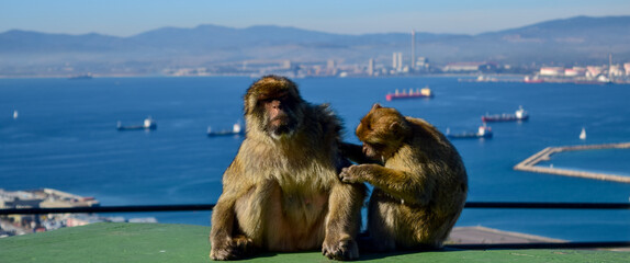 Barbary macaques in Gibraltar - obrazy, fototapety, plakaty