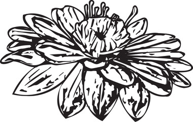 Aster flower vintage line art