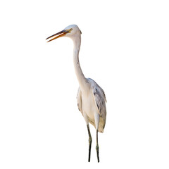 great white heron isolated