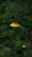 Petit champignon dans la mousse