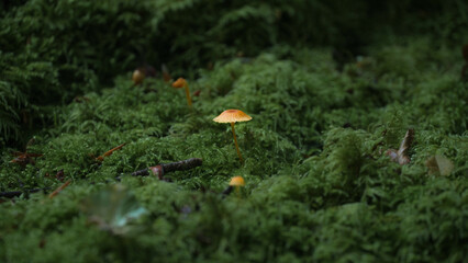 Petits champignons dans la mousse