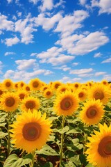 Fototapeta premium sunflowers in a field