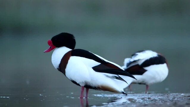 Two piebald birds are standing on the shore of the bay and cleaning their feathers. The video shows a male and a female. Common shelduck duck videos