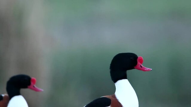 One piebald birds are standing on the shore of the bay. The mating period. Portrait of a bird. Common shelduck duck videos. The voice of birds