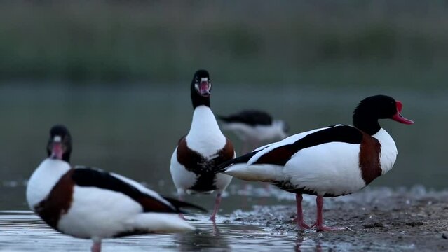 Three piebald birds are standing on the shore of the bay. The mating period. The video shows a male and a female. Common shelduck duck videos. The voice of birds