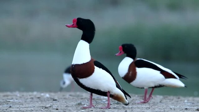 Two piebald birds are standing on the shore of the bay. The mating period. The video shows a male and a female. Common shelduck duck videos