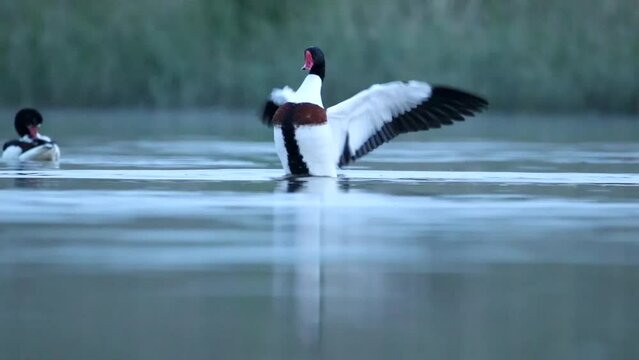 Two piebald birds are swimming on the water and cleaning their feathers. The video shows a male and a female. Common shelduck duck videos
