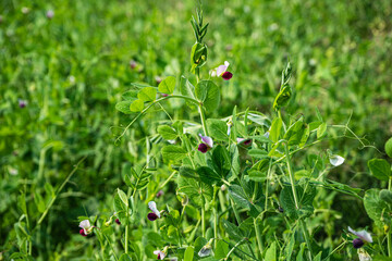 peas during flowering. blooming peas.