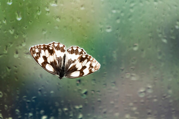 Der Schmetterling Schachbrett Melanargia galathea an einer verregneten Fensterscheibe.