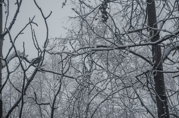 Tree branches in the snow against the background of the gray sky