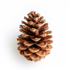 Single brown pine cone on white background