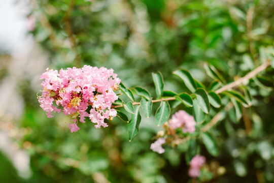 Beautiful pink flowers of Lagerstroemia speciosa (Queen's Flower ) on a summer street.