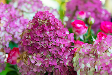 Floral background. Pink hydrangea flowers close up.