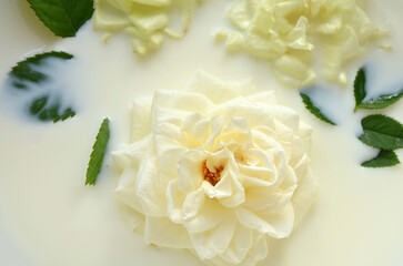 white roses in milk in the bathroom close-up