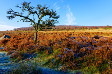 Obraz premium An old leafless tree in Padley Gorge on a frosty morning.