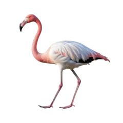 Fotobehang Pink and white Bird flamingo walking on a cut out PNG transparent background © Ivan Guia