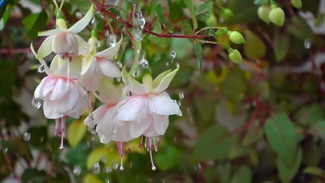 blooming white fuchsia flower is watered with water on nature background, ` Frank Unsworth`