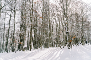 Sun shines through the snow-covered bare trees in the forest