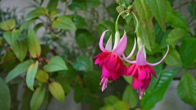 beautiful blooming hanging twig in shades of bright red fuchsia flower on nature background, `Mood Indigo`