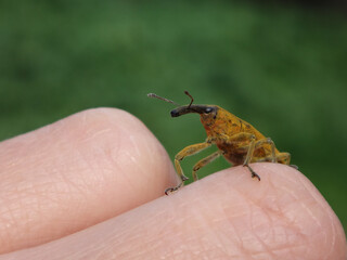 Elongated bean weevil (Lixus pulverulentus) beetle sitting on human fingers
