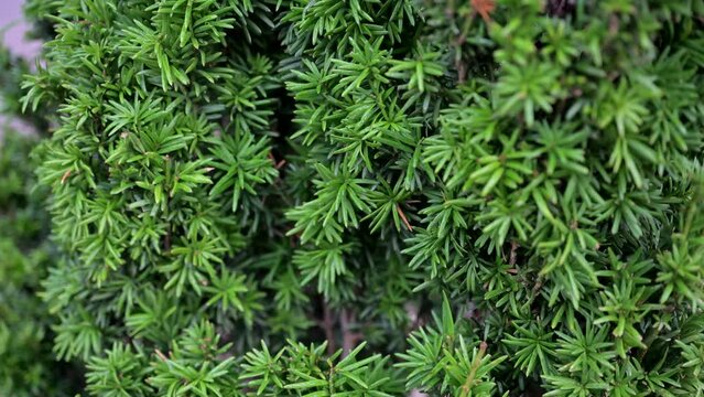 Yew tree, Taxus baccata tree. Full Frame Yew Tree Background.