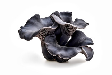 Black Trumpet mushroom isolated on white background