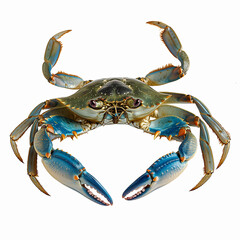 Blue Crab isolated on white