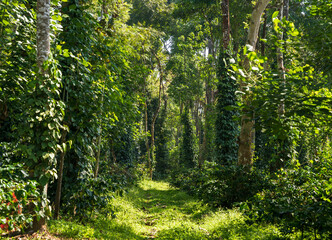 black pepper plantation in coffee estate