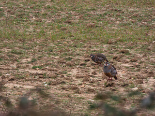 Wild bird Barbary partridge Alectoris barbara on the field backg