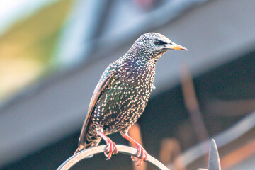 A Starlin Derby, United Kingdom. 4 January, 2024.  A Starling in a Derby House Garden
