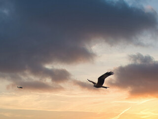 red kite, Milvus milvus, bird, wildlife, flight, sky, clouds, na