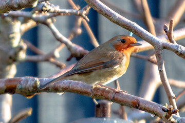 Derby, United Kingdom. 4 January, 2024. A Robin in a Tree in a Derby House Garden