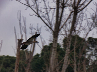 Egyptian goose Alopochen aegyptiaca wild water bird in flight la