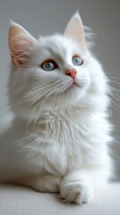 Vertical wallpaper for mobile phone white cat on a white background