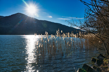 landscape and view of the Größer Alpsee (Bavaria) with reeds and reflection of sunlight in the water