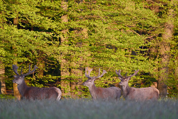 deer in the woods