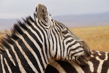 Fototapeta na wymiar african wildlife, zebra, head, close up