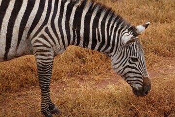 african wildlife, zebra, grassland